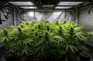 Kit Grow Pro: Da Semeadura à Colheita Sem Mistérios