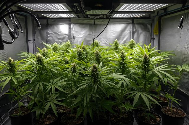 Kit Grow Pro: Da Semeadura à Colheita Sem Mistérios